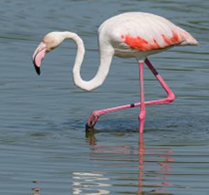 La visita de los flamencos