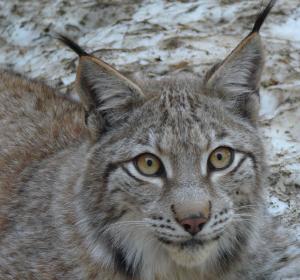 Fauna dels pirineus