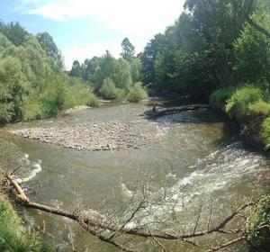 Riparian forest 