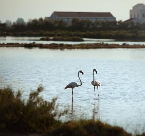 Nova temporada de MónNatura Delta de l'Ebre