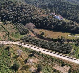 feixes oliveres collserola